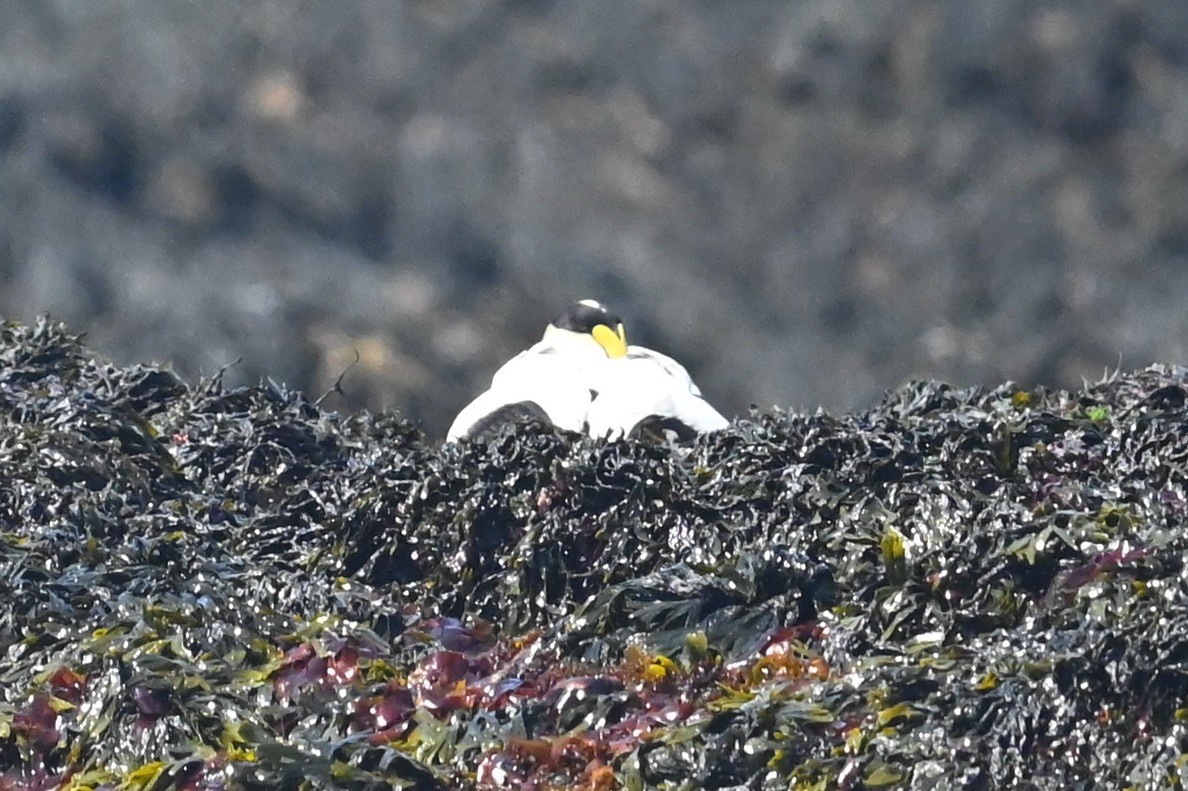 Common Eider - ML638401523