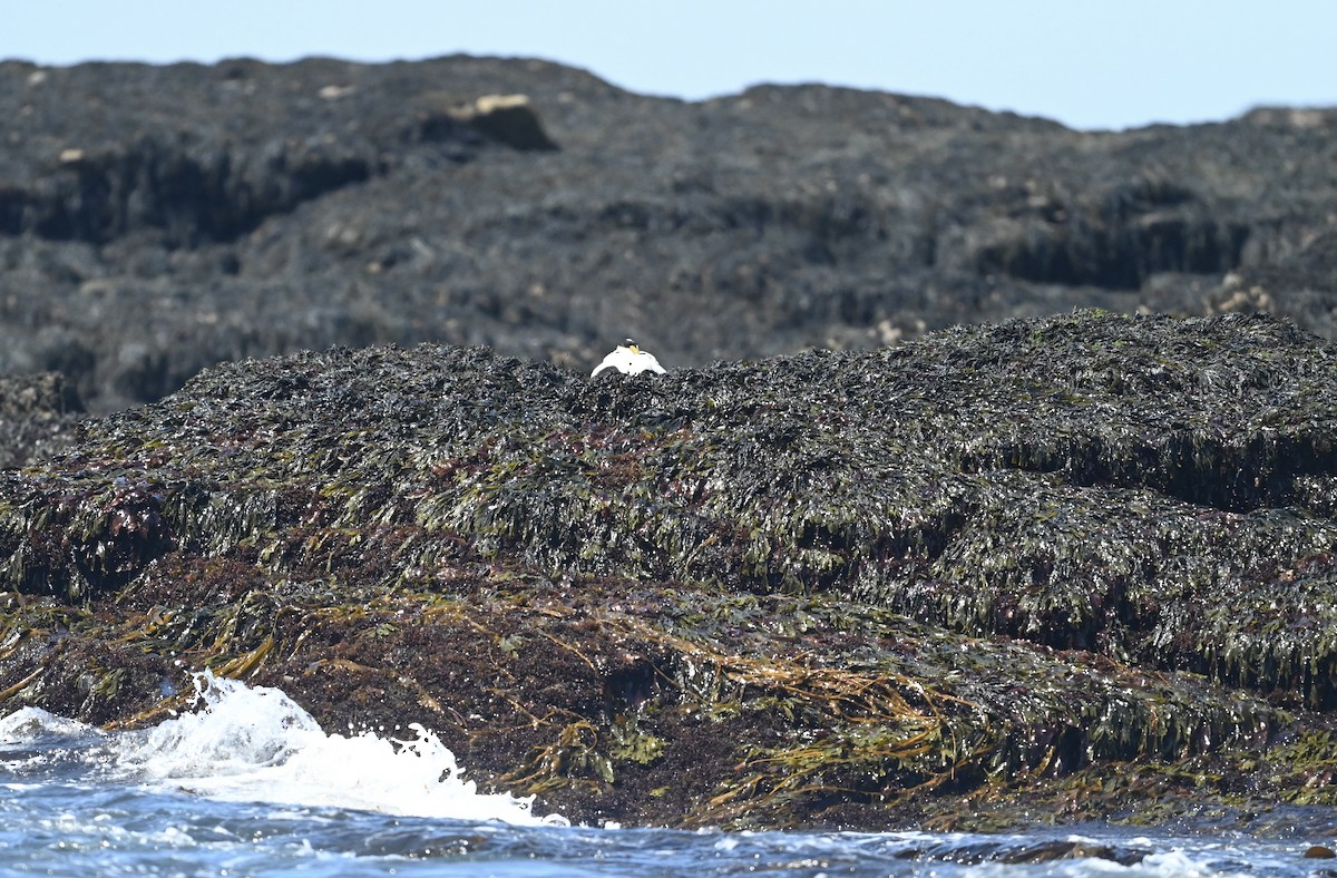 Common Eider - ML638401531