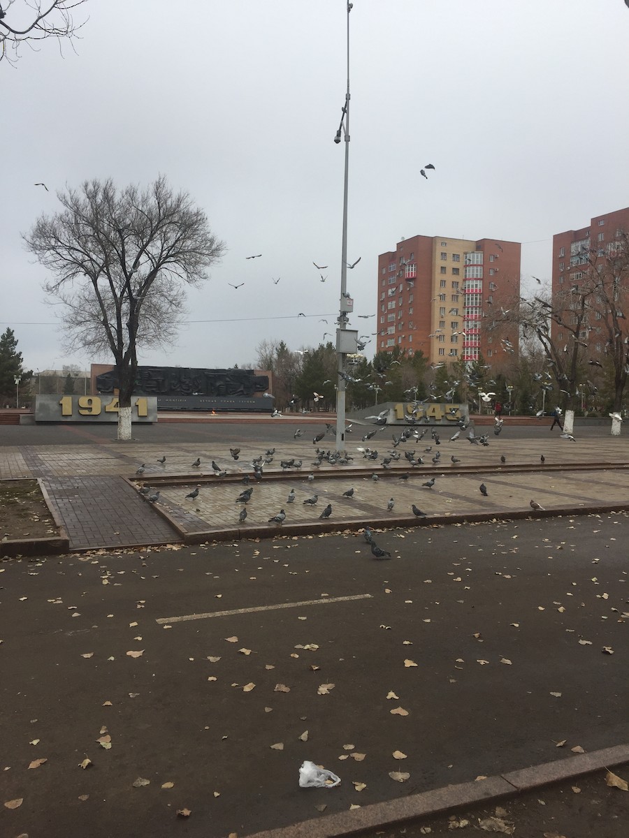 Хөхвөр тагтаа (суурин газрын) - ML638401535