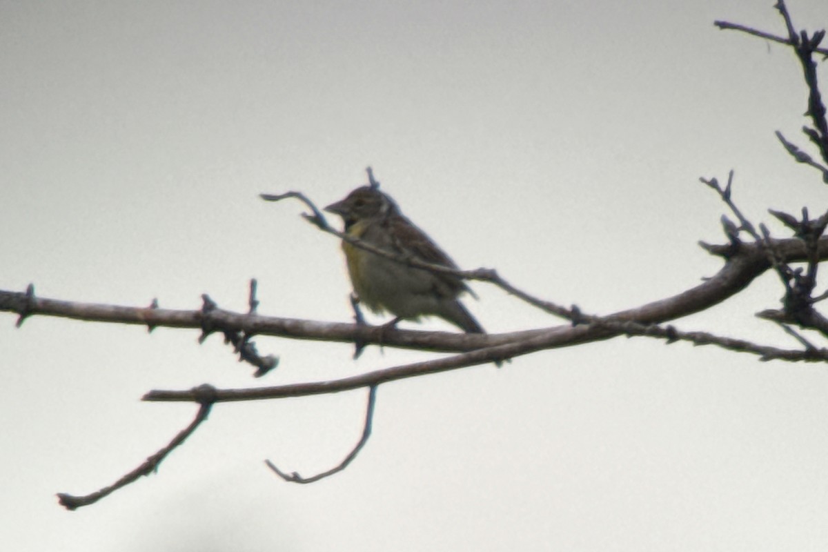 Dickcissel - ML638401545
