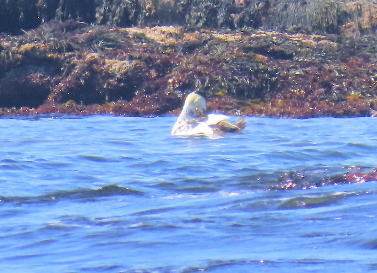 Common Eider - ML638401555
