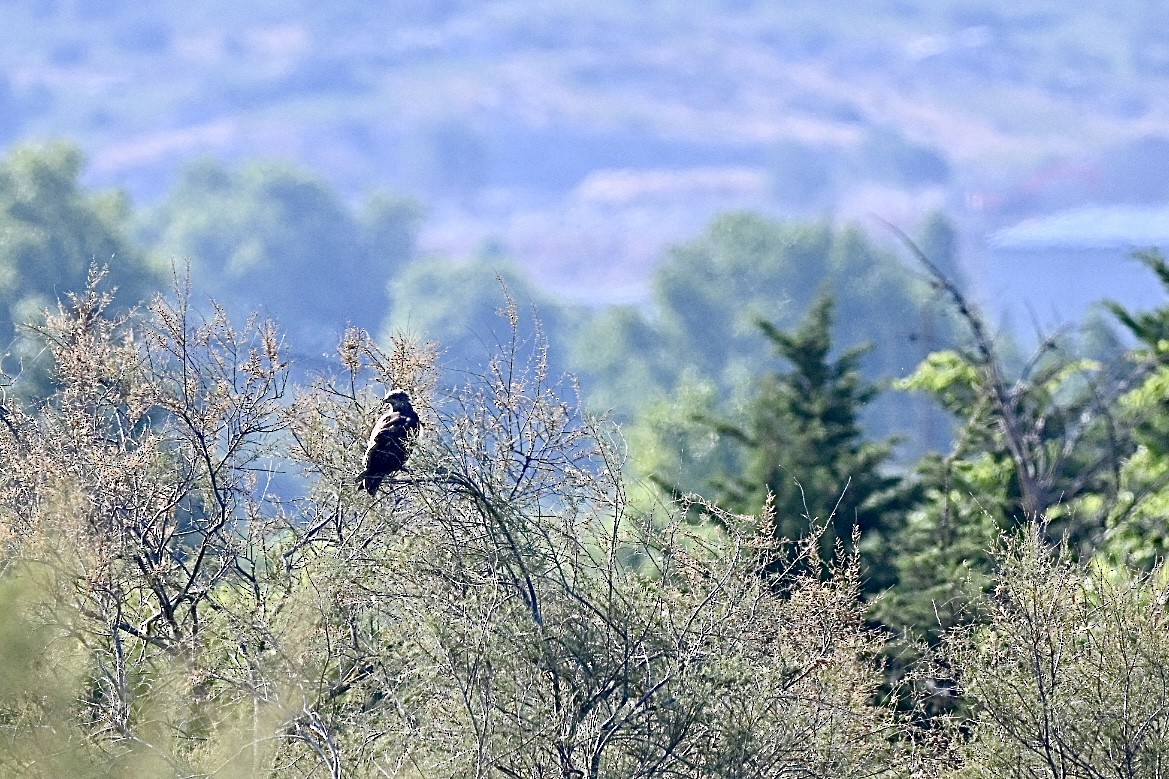 Western Marsh Harrier - ML638401562