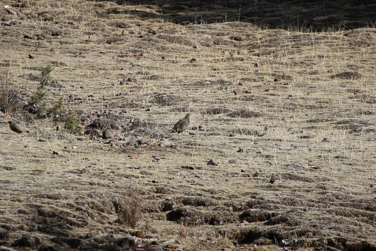 Buff-throated Monal-Partridge - ML638401566