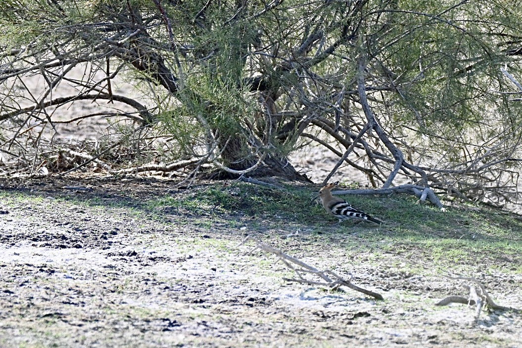 Eurasian Hoopoe - ML638401586