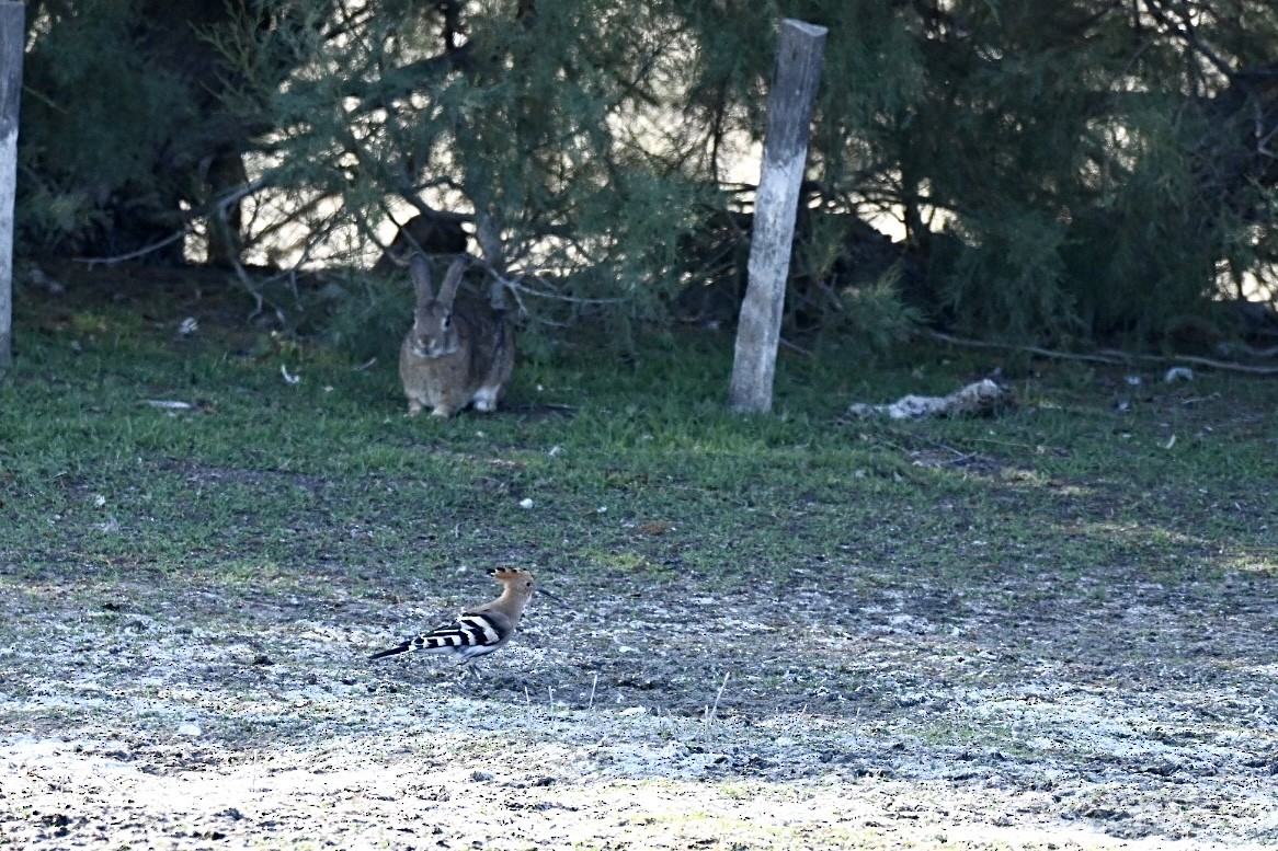 Eurasian Hoopoe - ML638401588