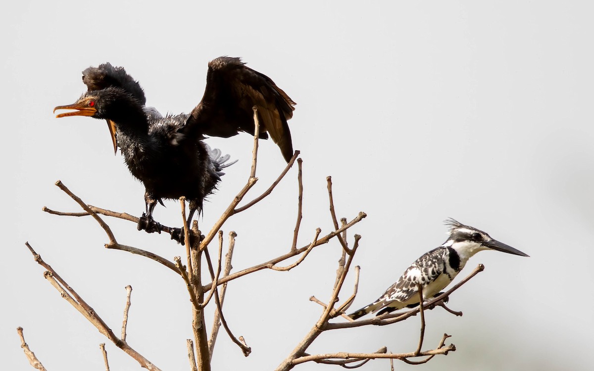 Pied Kingfisher - ML638401595