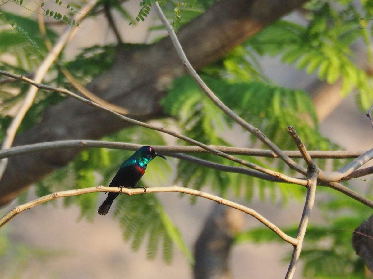 Arabian Sunbird - ML638401614