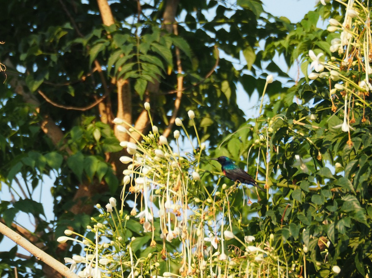 Arabian Sunbird - ML638401616