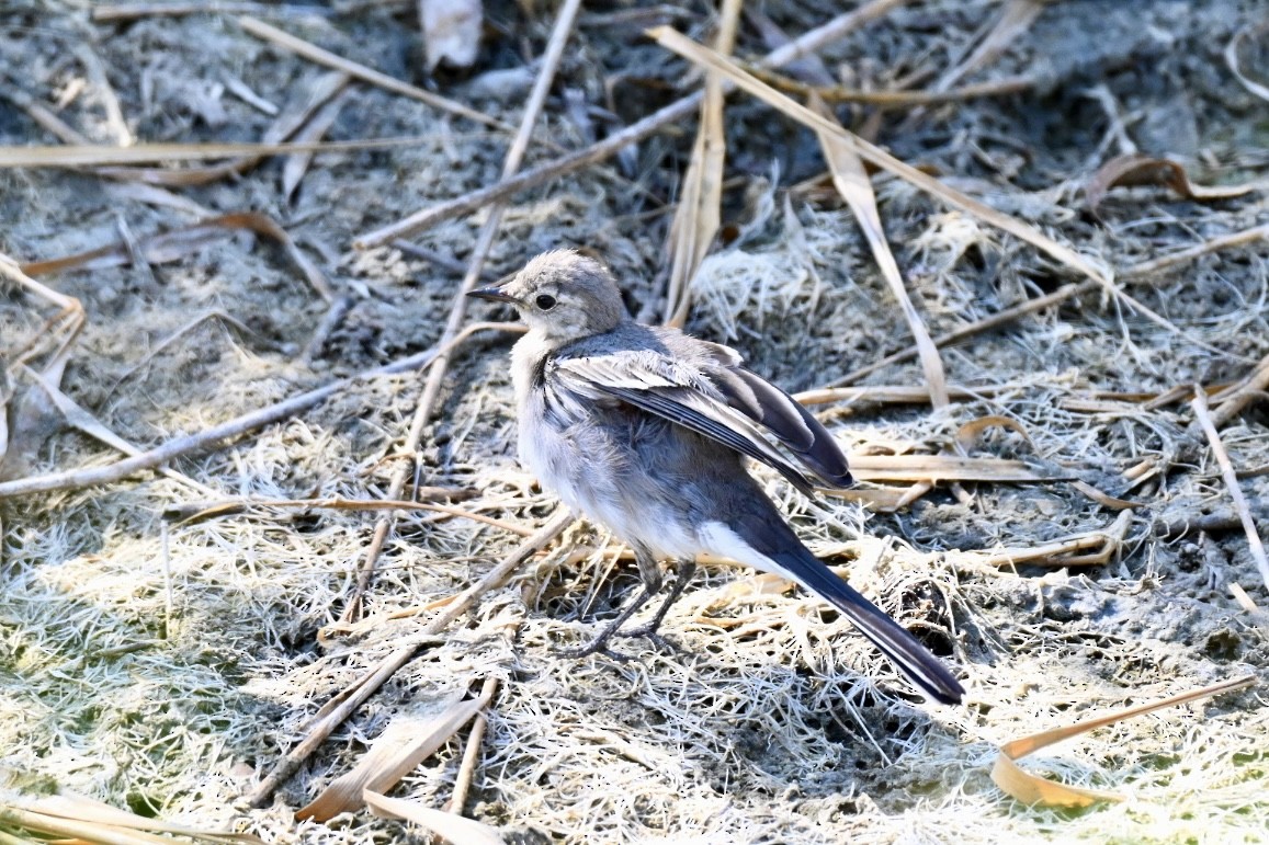 White Wagtail - ML638401617
