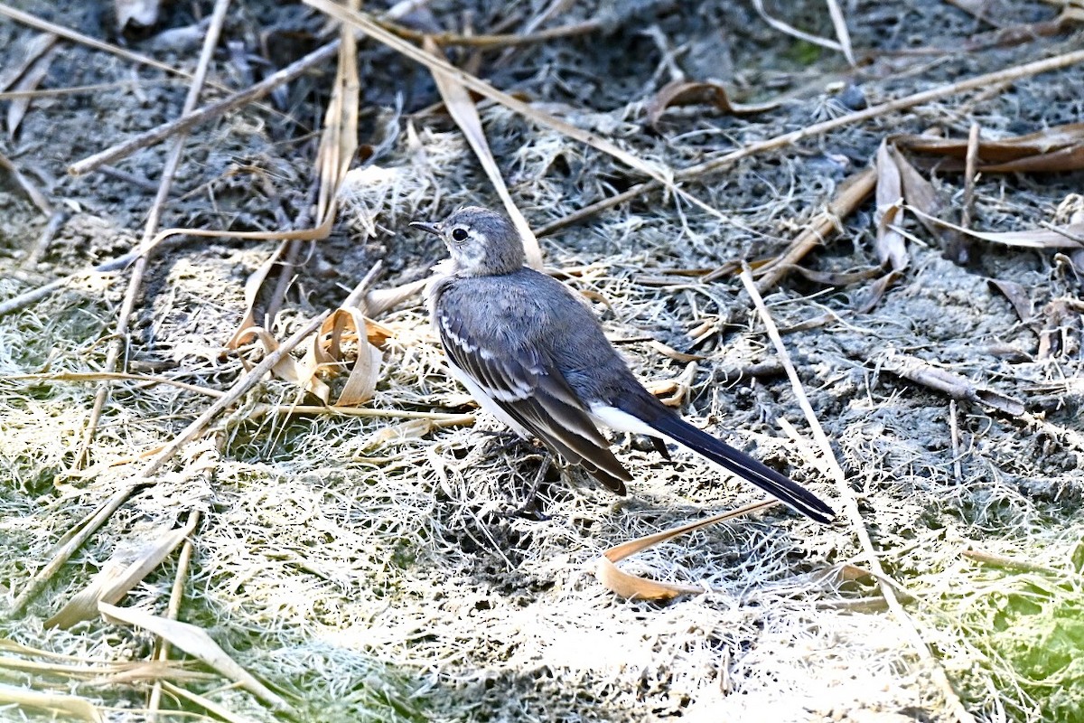 White Wagtail - ML638401618