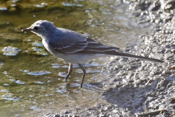 White Wagtail - ML638401619