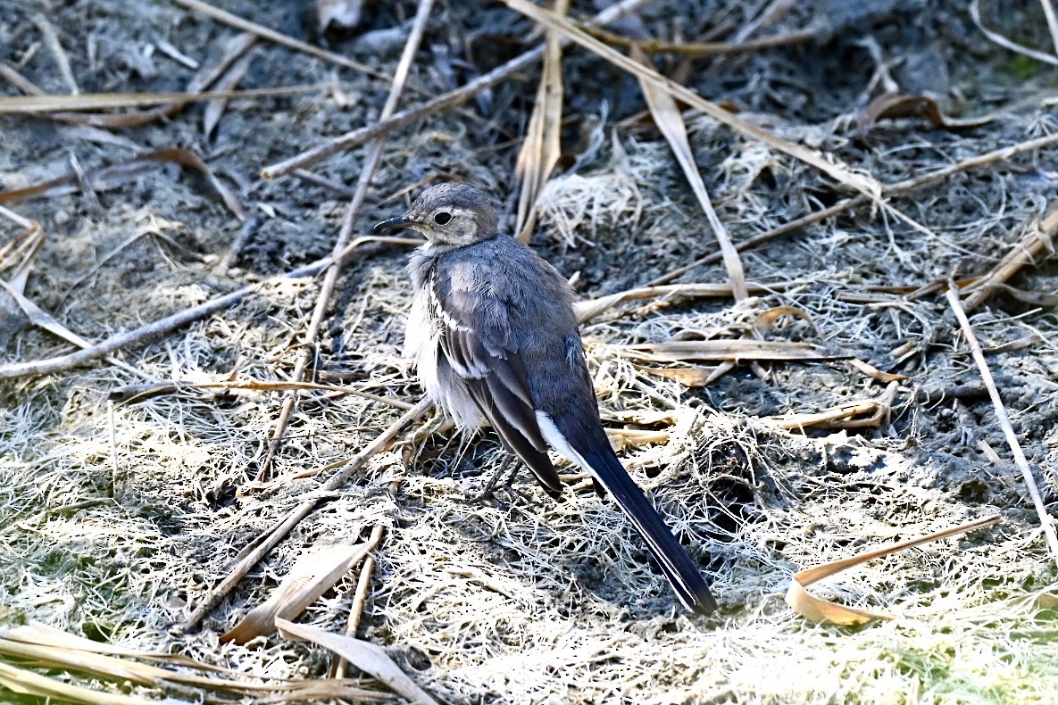 White Wagtail - ML638401620