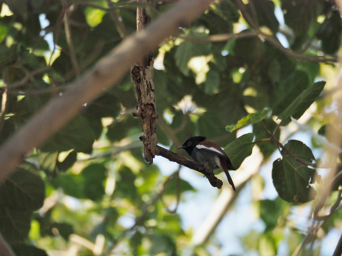 African Paradise-Flycatcher - ML638401630