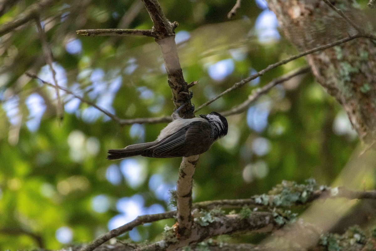 Carolina Chickadee - ML638401654