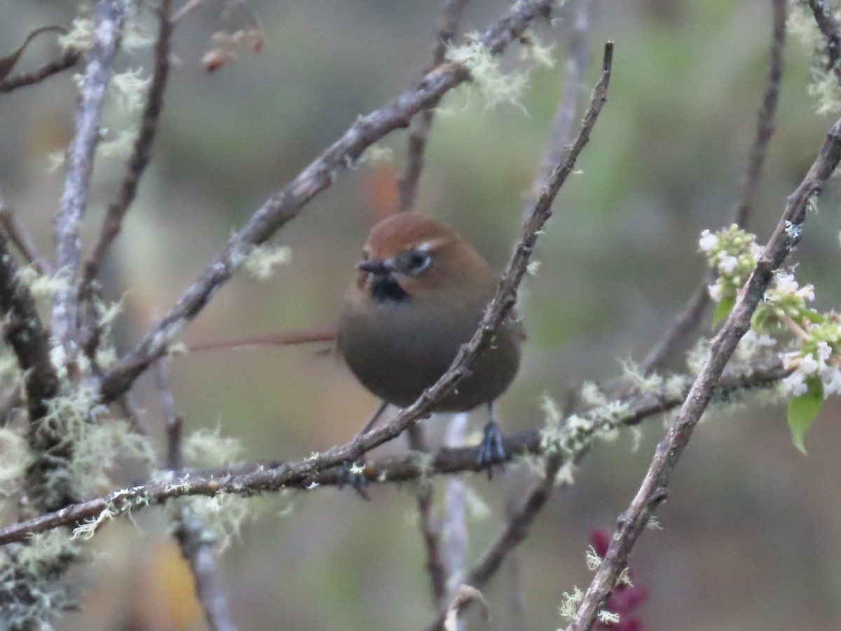 Black-throated Thistletail - ML638401674