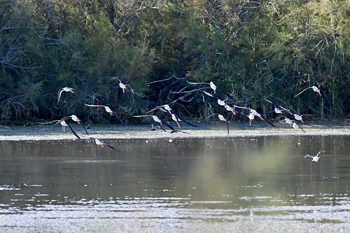 Black-winged Stilt - ML638401675