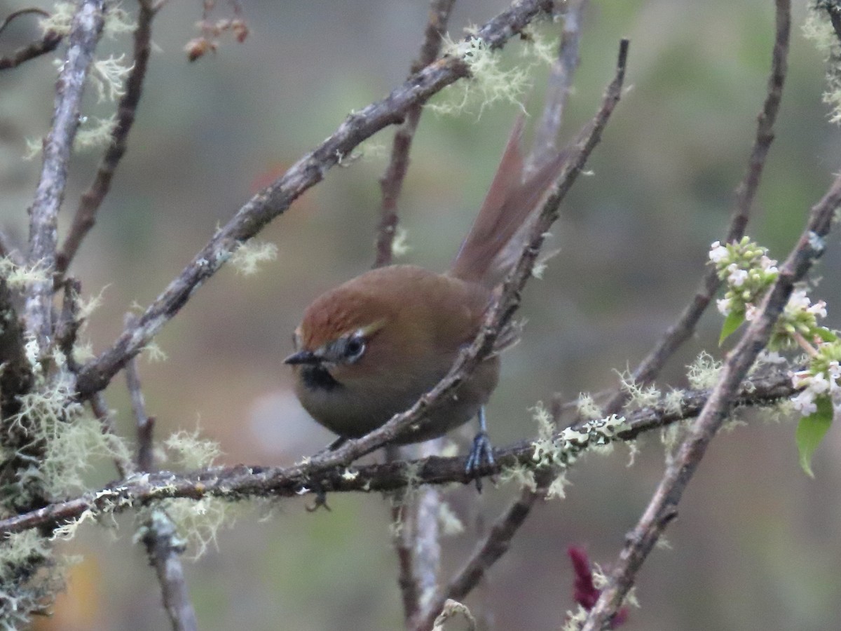 Black-throated Thistletail - ML638401676