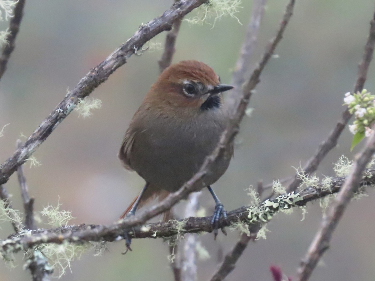 Black-throated Thistletail - ML638401681