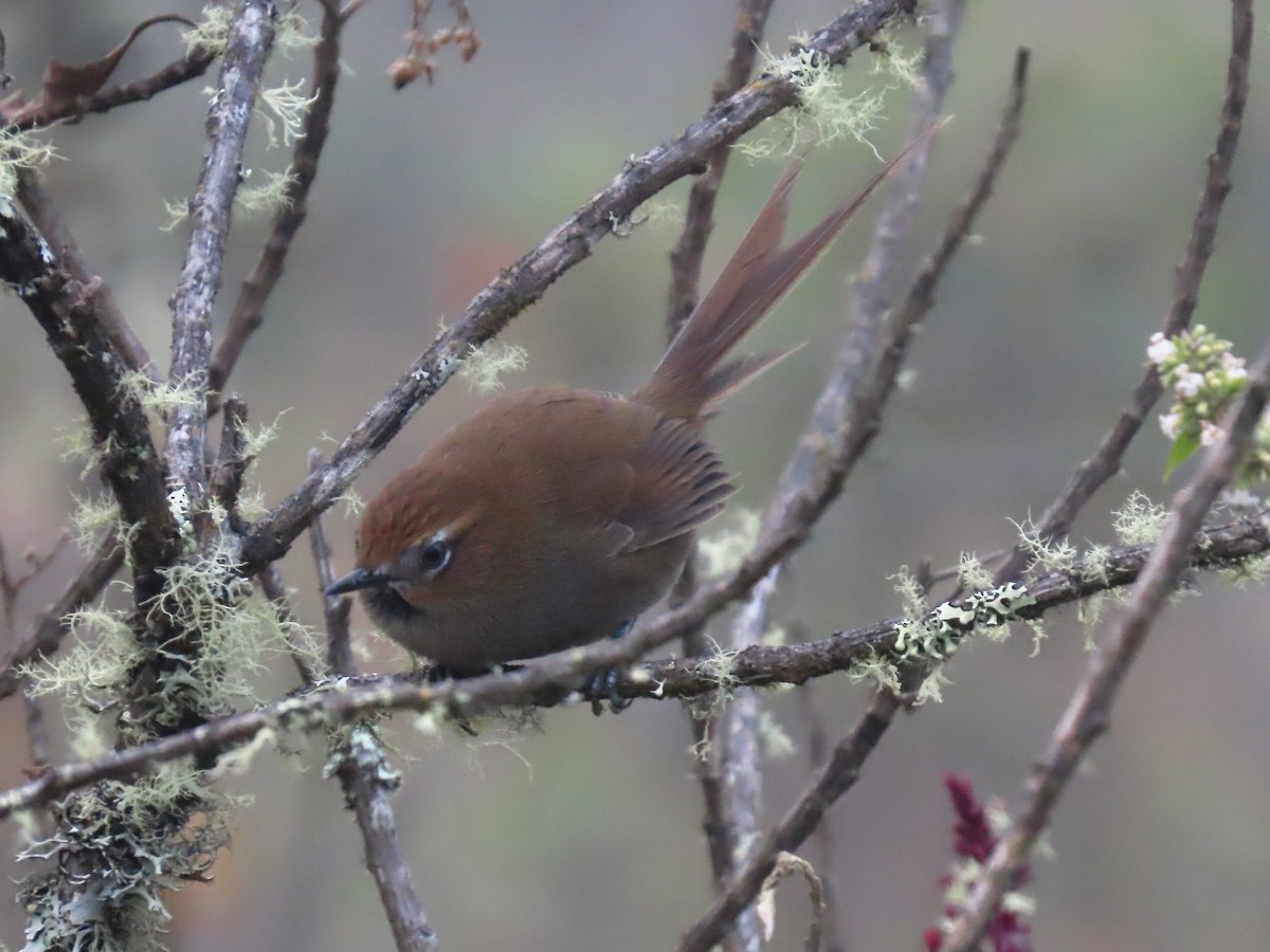 Black-throated Thistletail - ML638401684