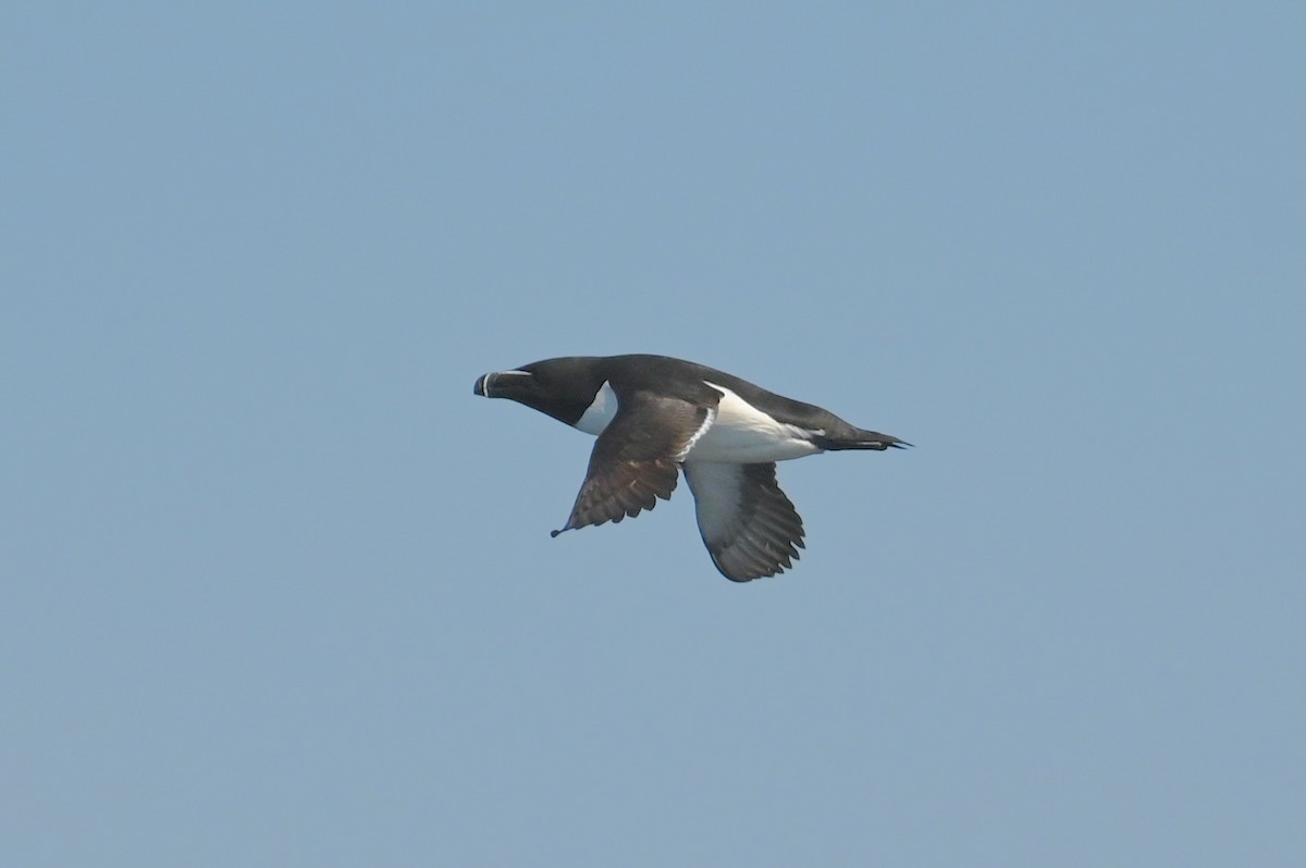 Razorbill - ML638401695
