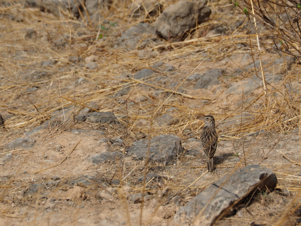 Singing Bushlark - ML638401701