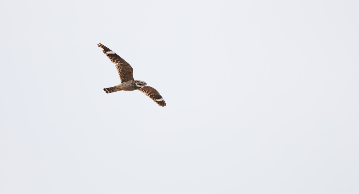 Lesser Nighthawk - ML638401702