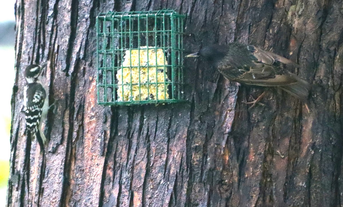 European Starling - ML638401725