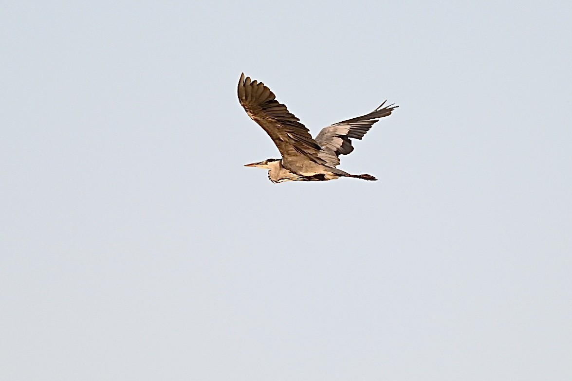 Gray Heron - ML638401745