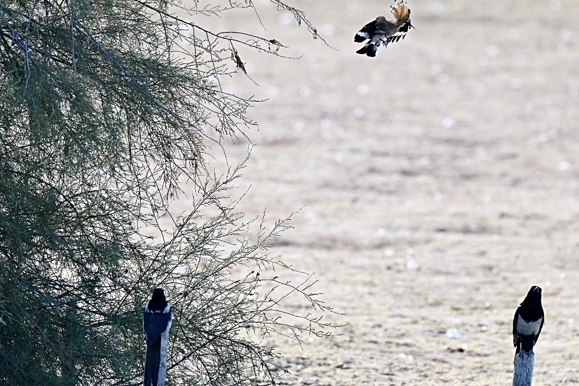 Eurasian Hoopoe - ML638401792