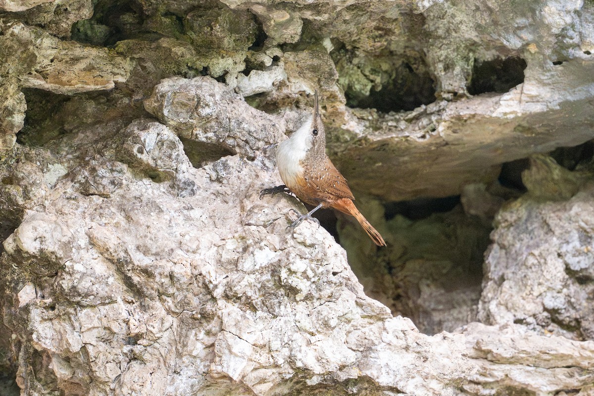 Canyon Wren - ML638401811