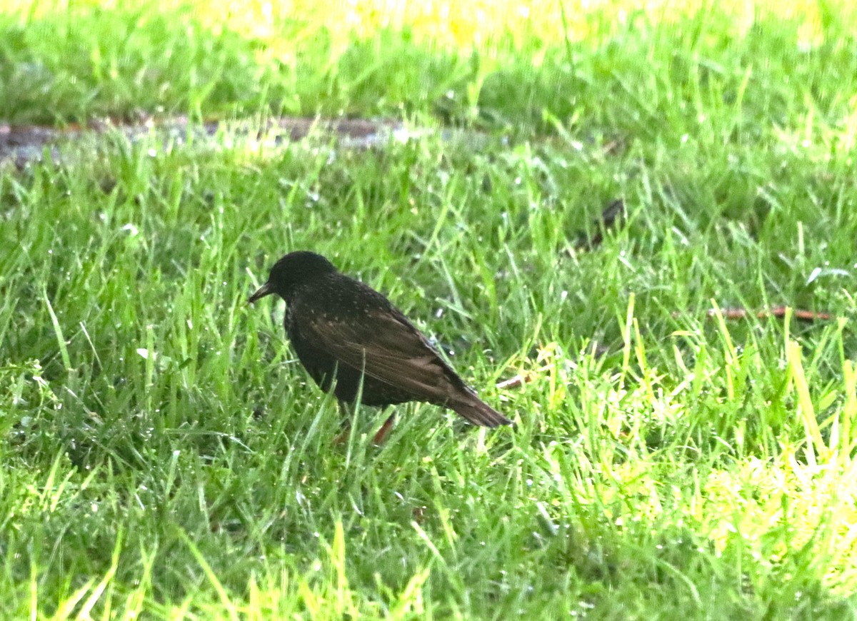 European Starling - ML638401816