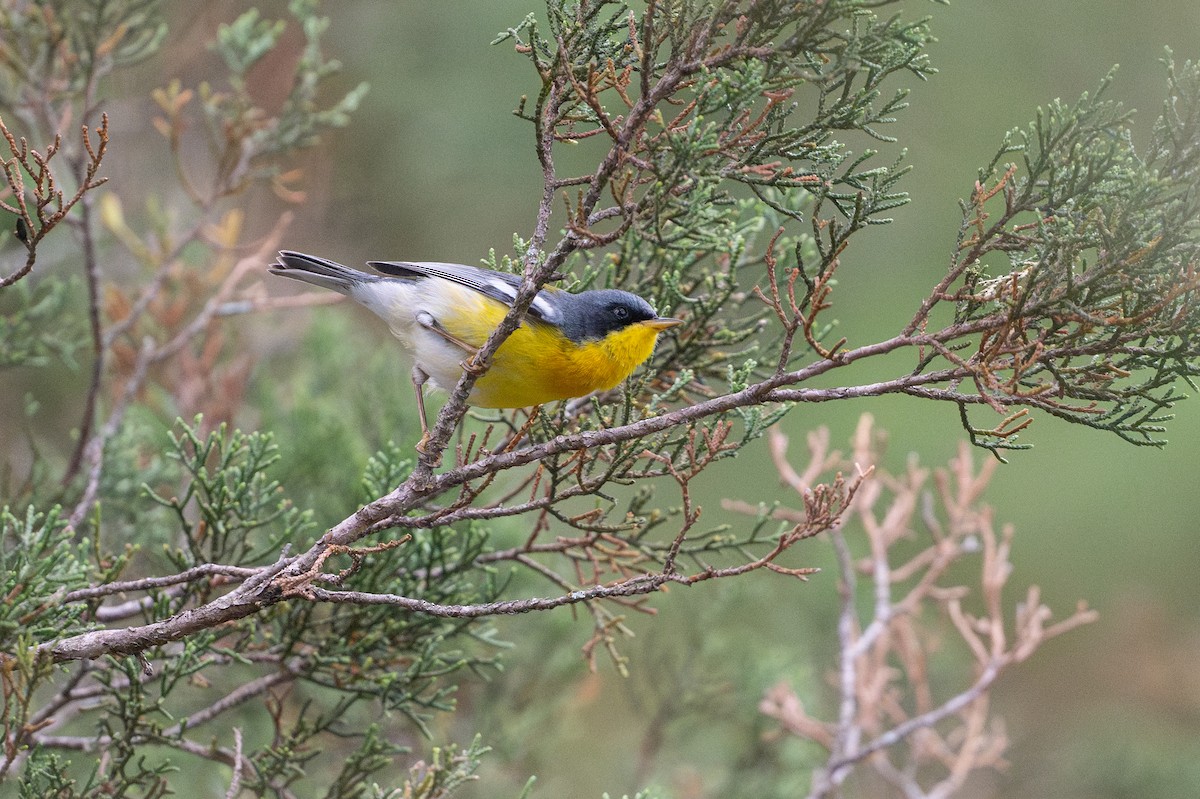 Tropical Parula - ML638401821