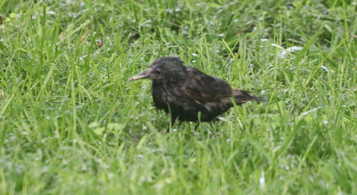 European Starling - ML638401822