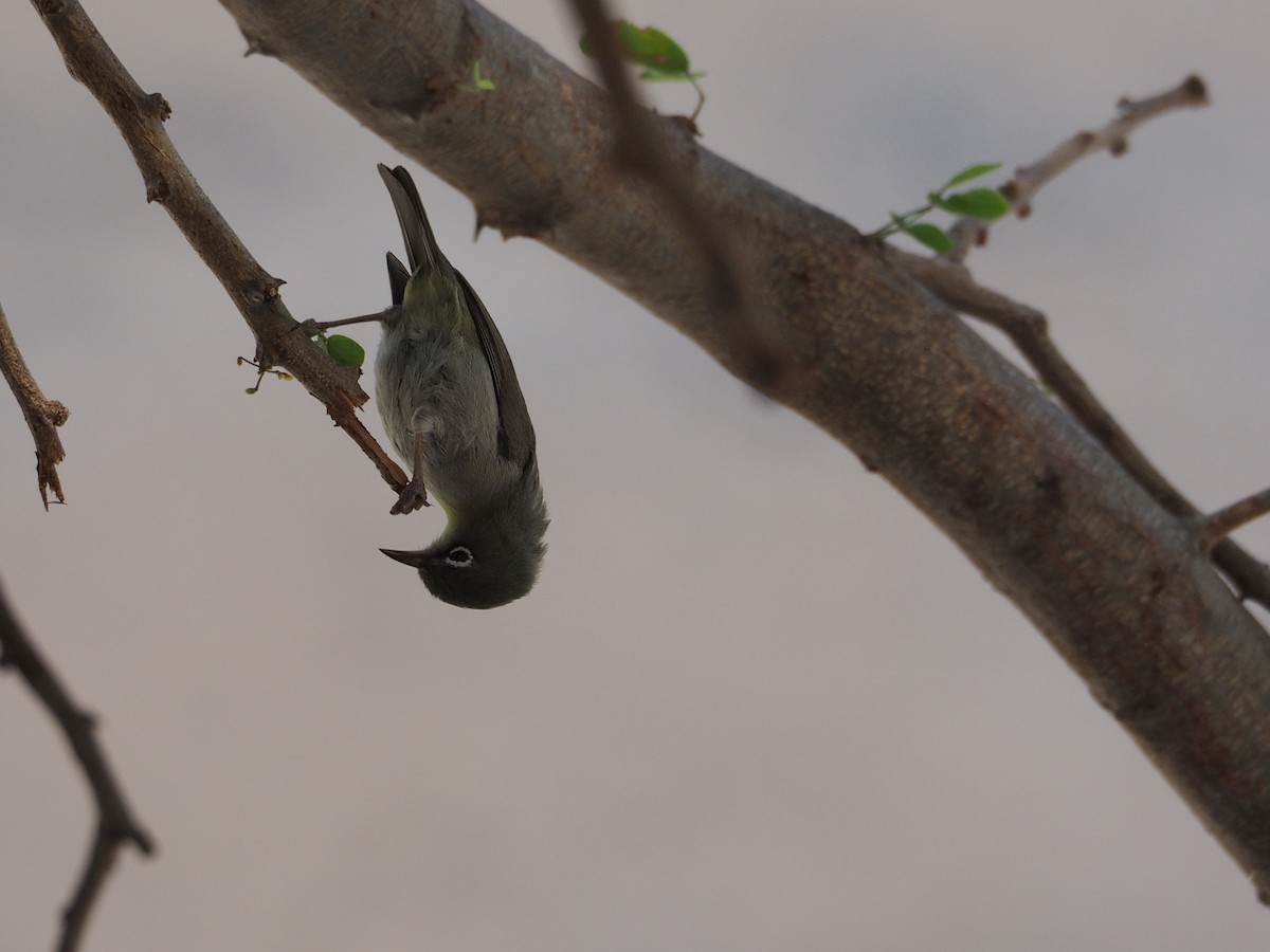 Abyssinian White-eye - ML638401825