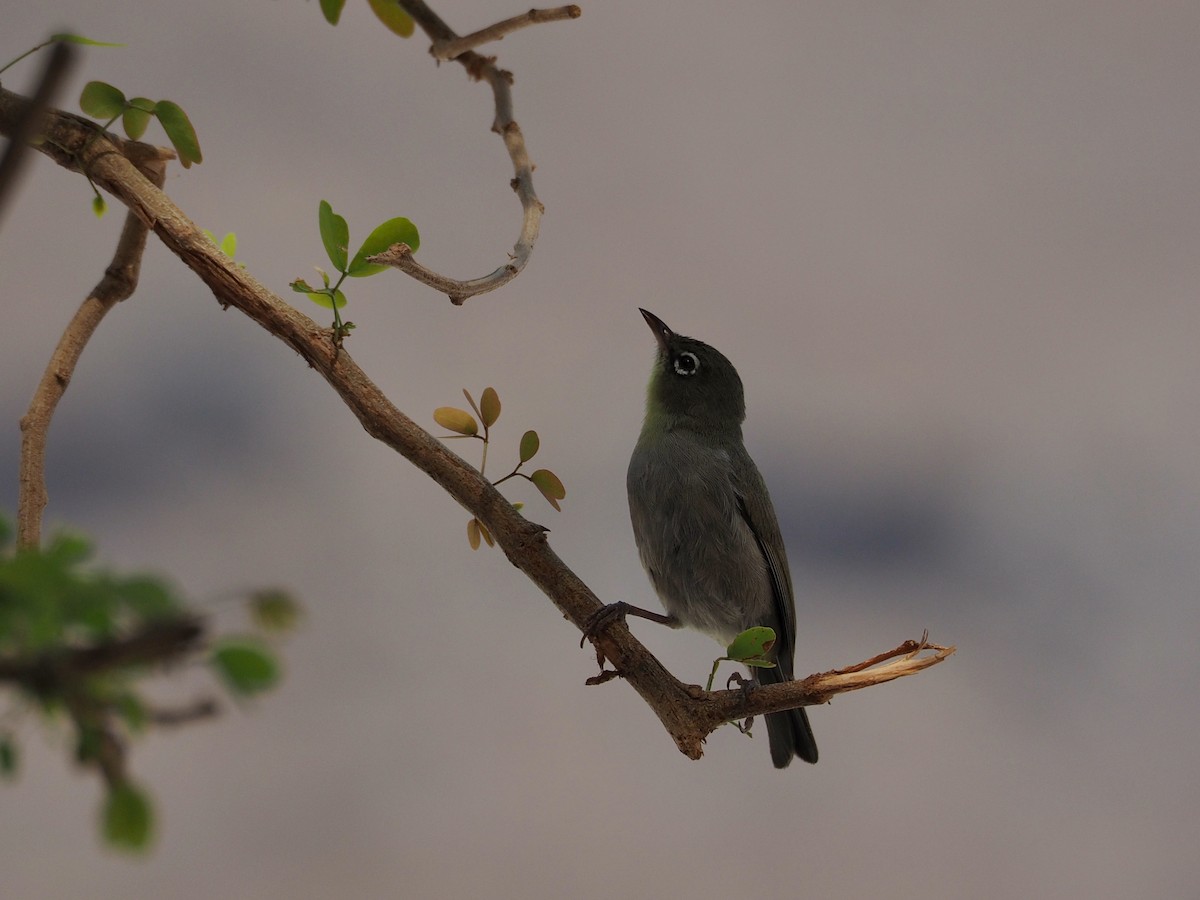 Abyssinian White-eye - ML638401826