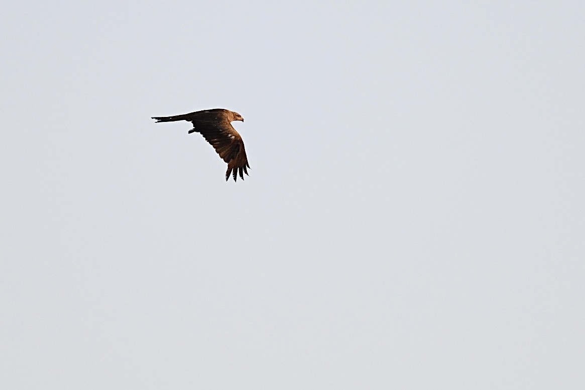 Black Kite - ML638401862