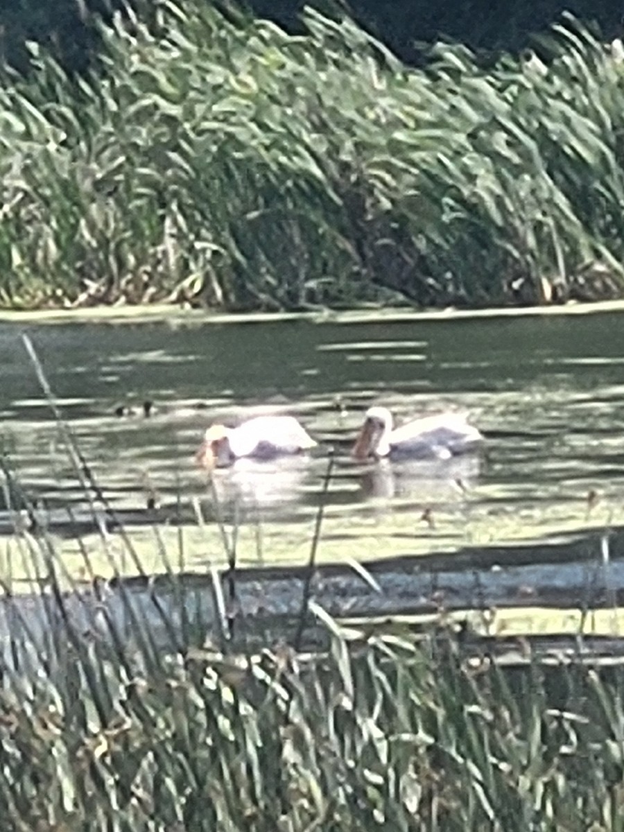 American White Pelican - ML638401864