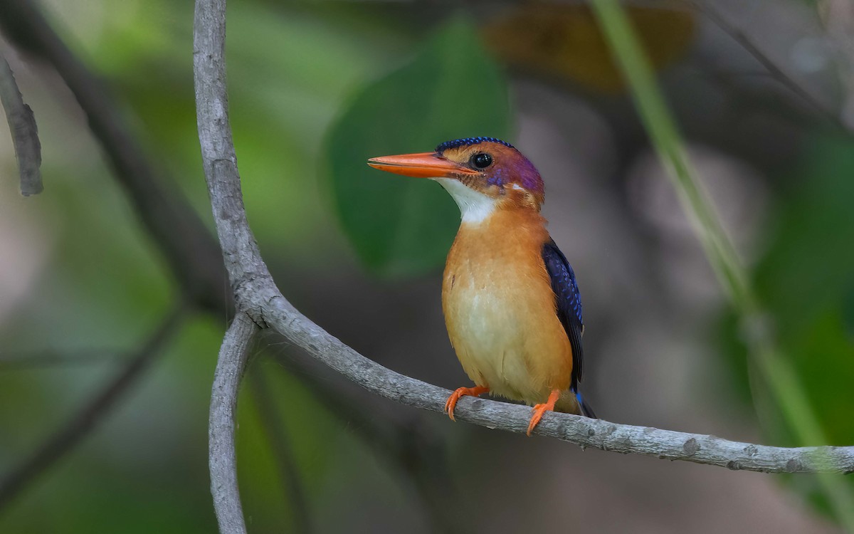 African Pygmy Kingfisher - ML638401873