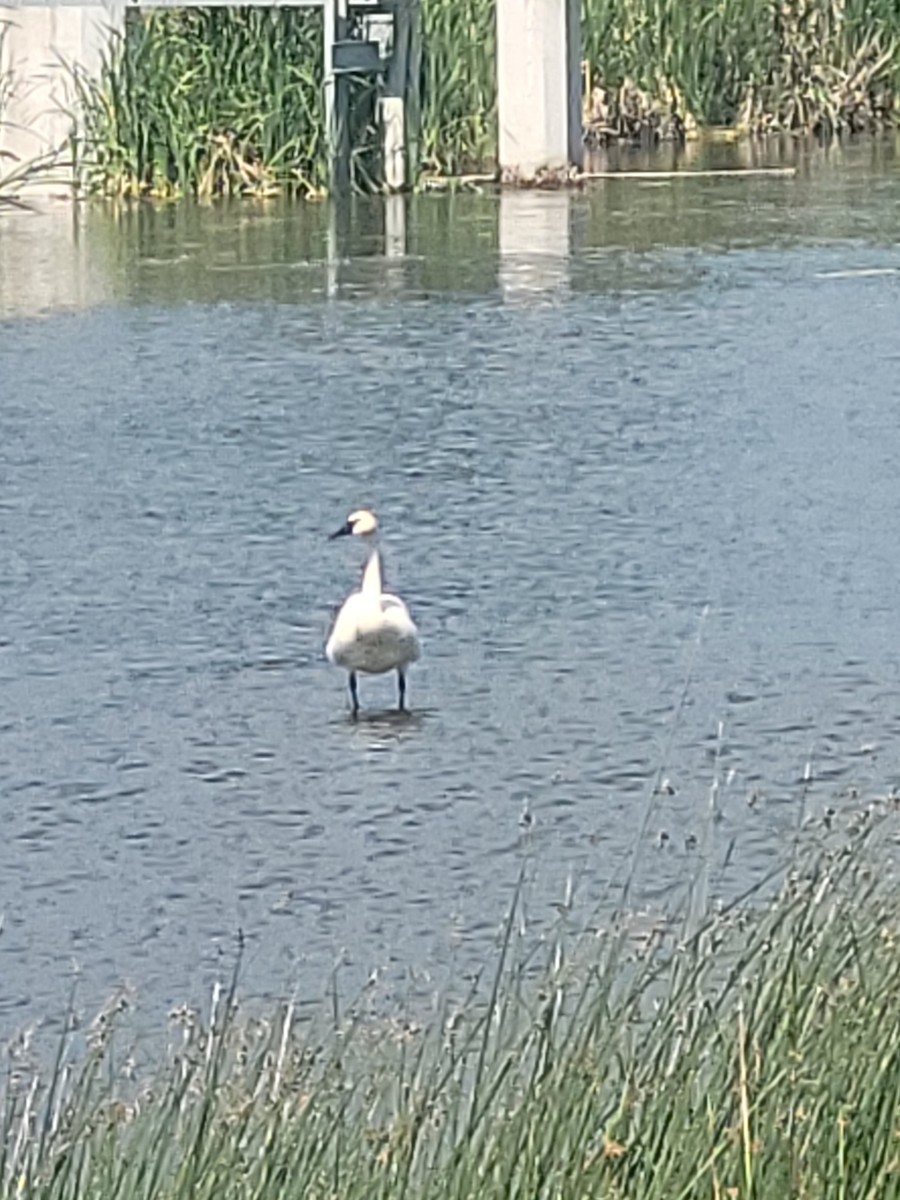 Trumpeter Swan - ML638401884