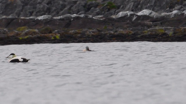 King Eider - ML638401915