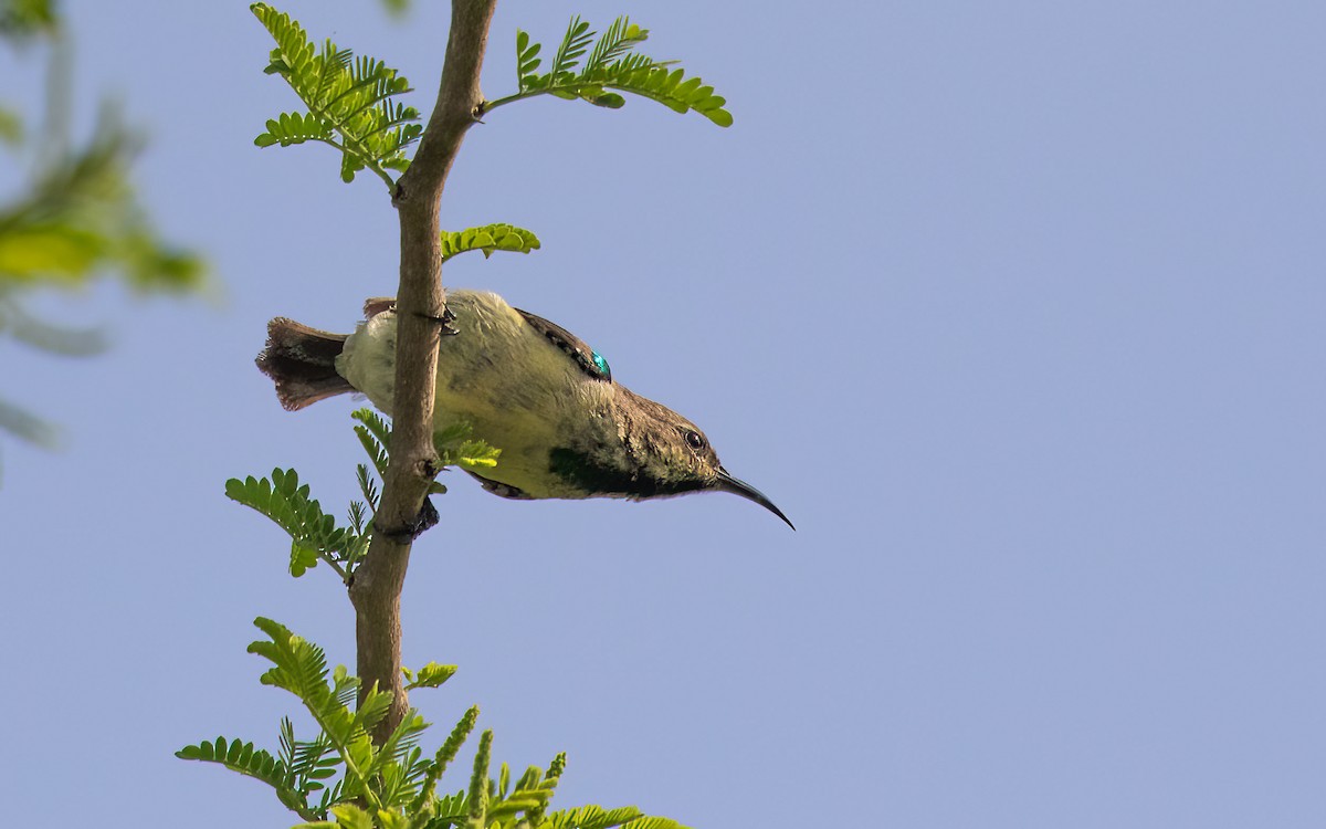 Variable Sunbird - ML638401938