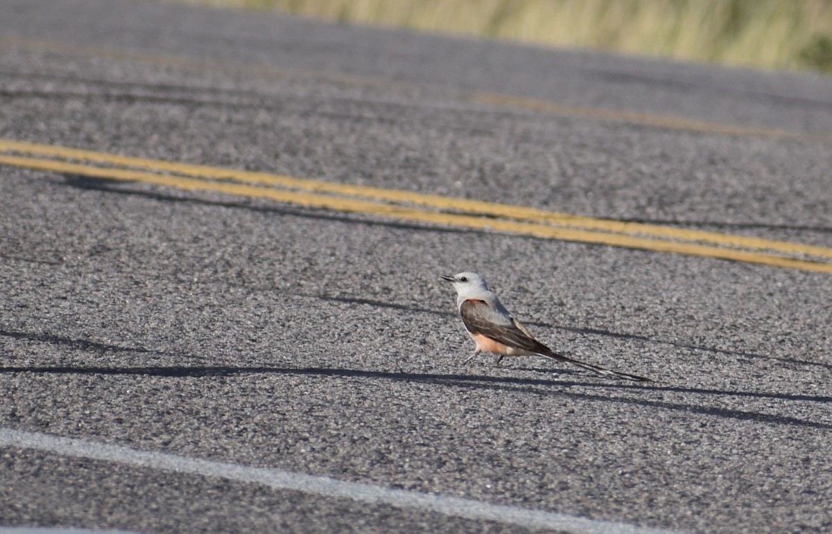 Scissor-tailed Flycatcher - ML638401968