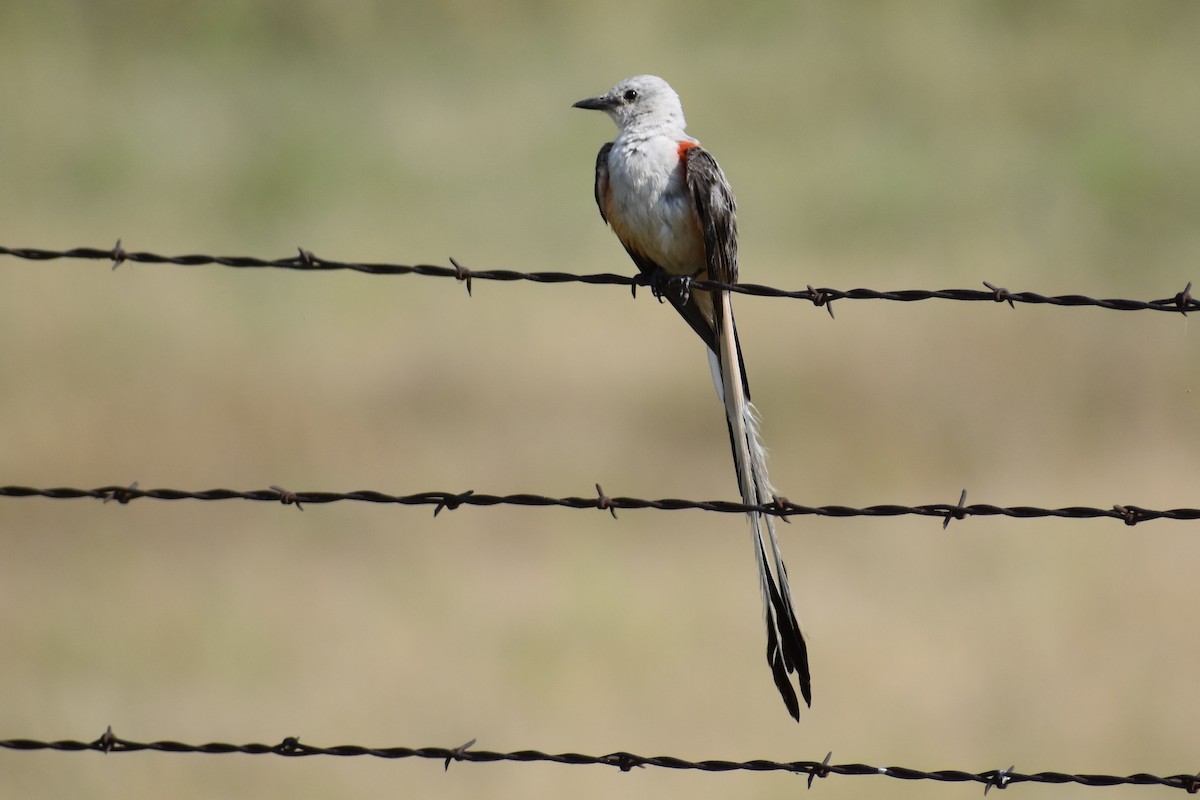 Scissor-tailed Flycatcher - ML638401969