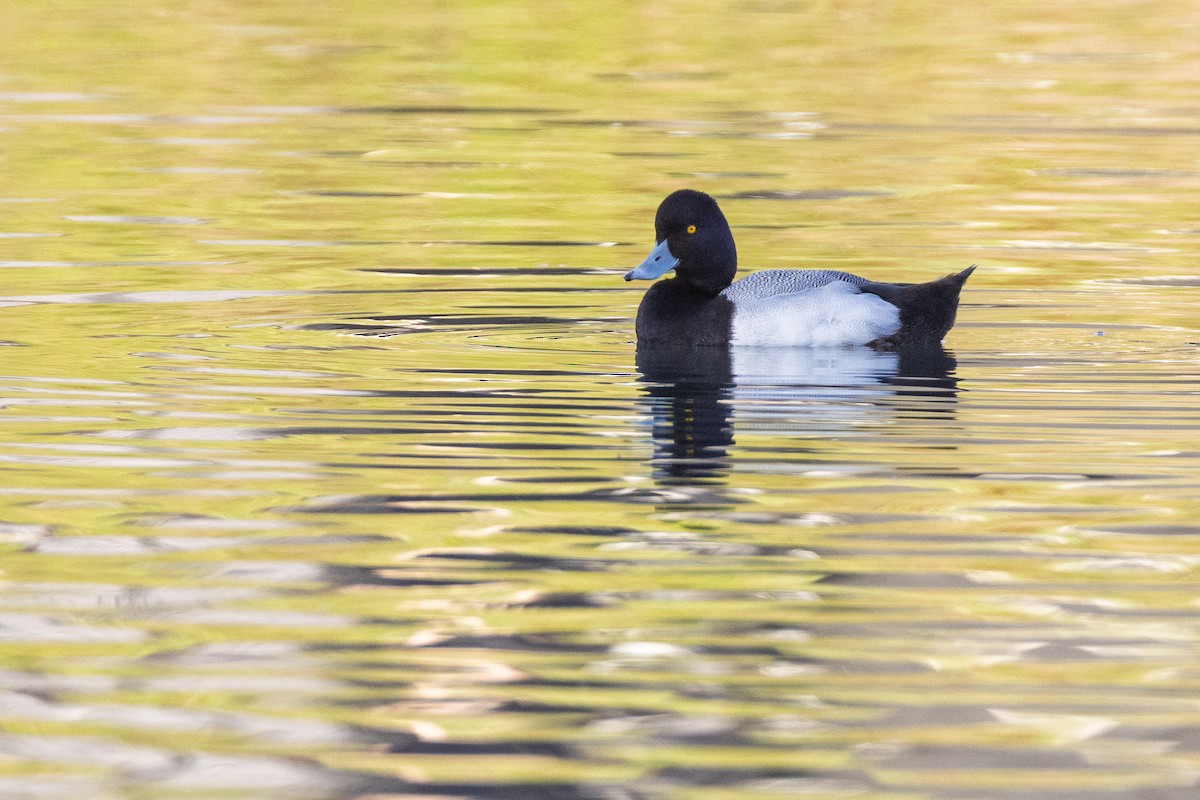 Lesser Scaup - ML638401971