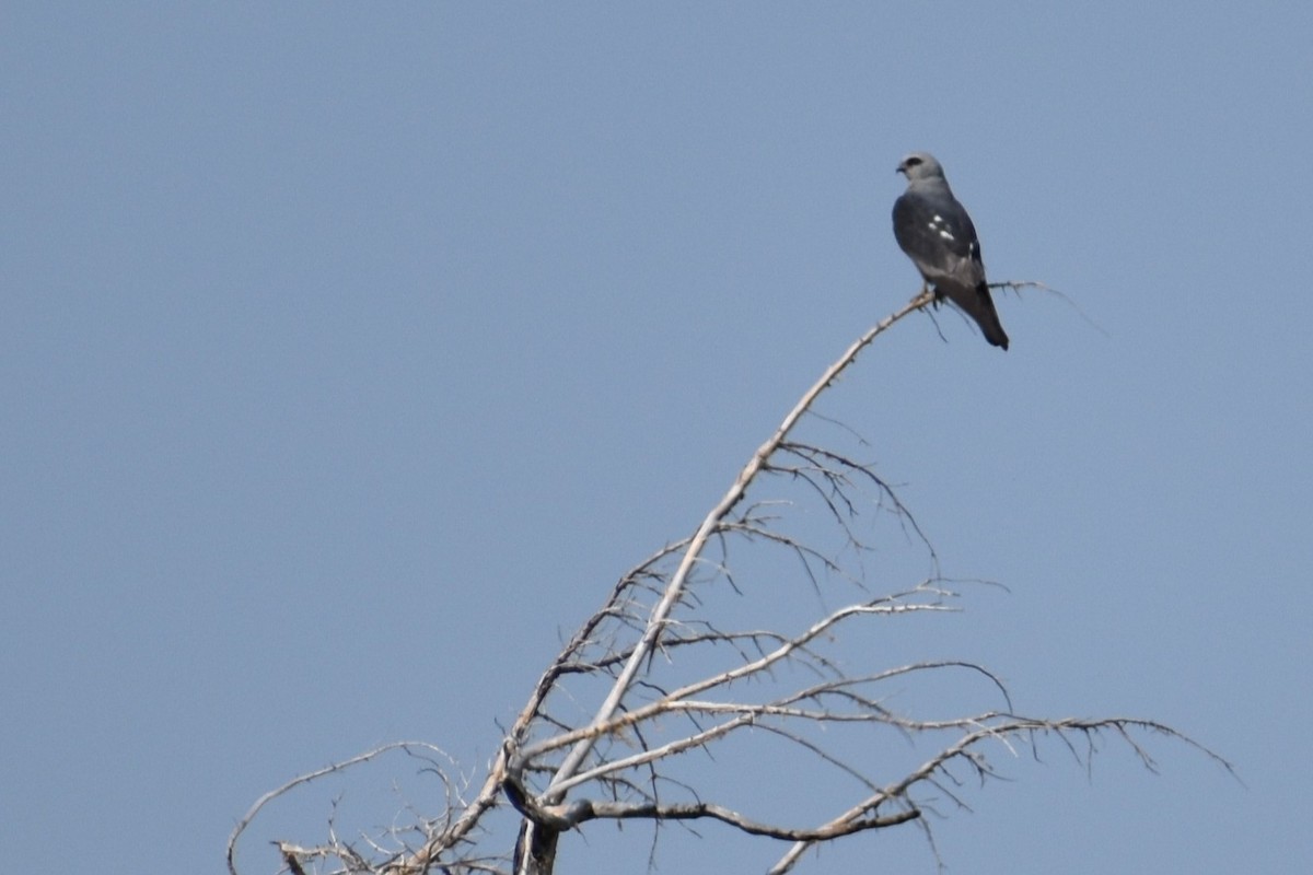 Mississippi Kite - ML638401993