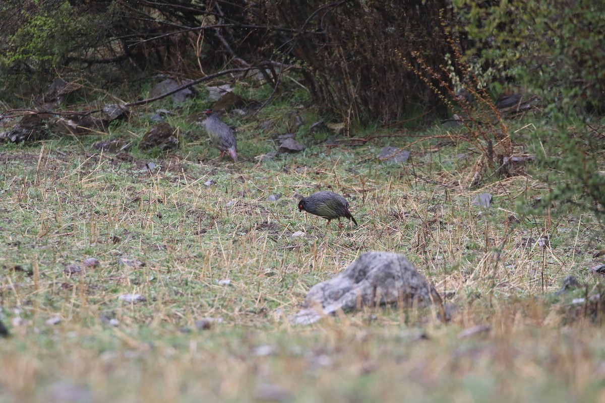 Blood Pheasant - ML638402002