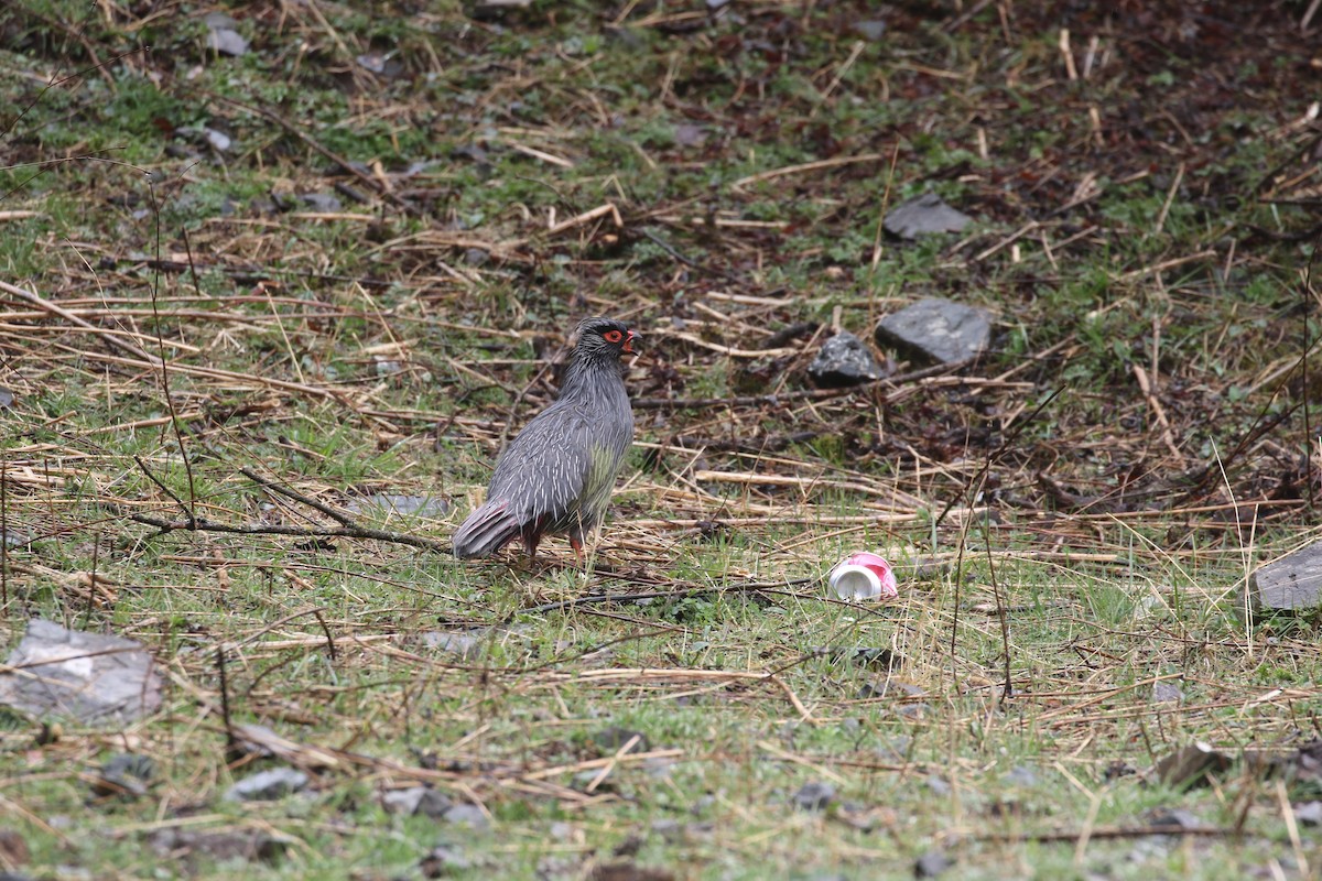 Blood Pheasant - ML638402003