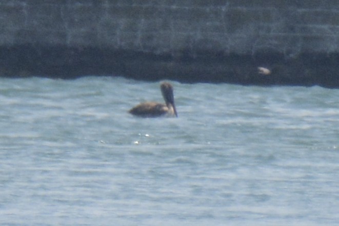 Brown Pelican - ML638402016
