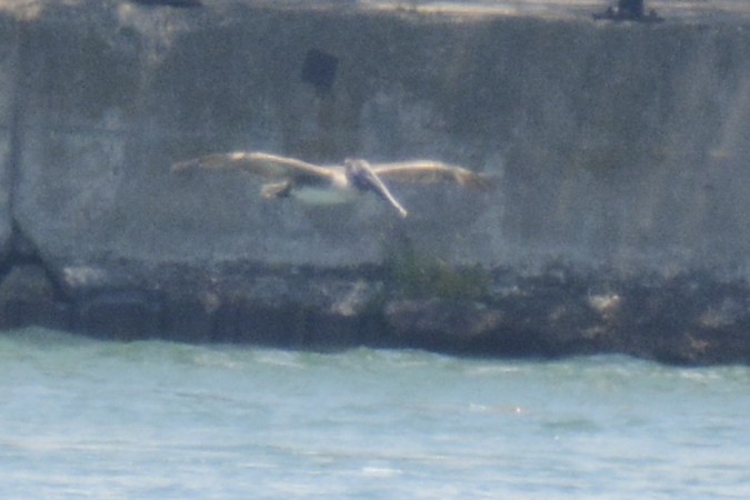 Brown Pelican - ML638402017