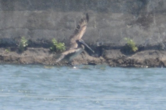 Brown Pelican - ML638402018